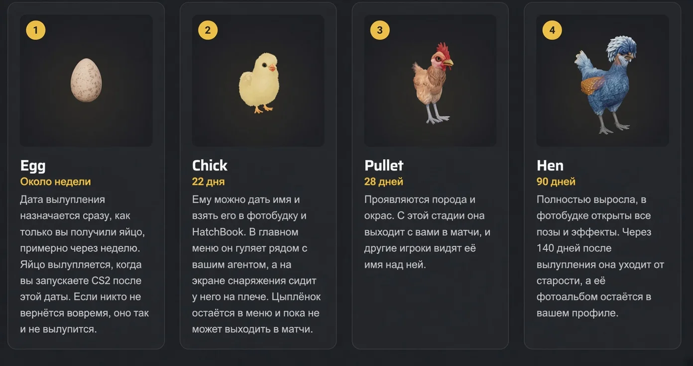 Цикл жизни курицы или петуха в CS2