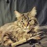 Mr. CatDog